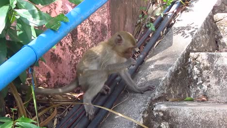 Monos-en-una-escalera