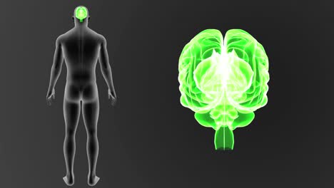 Human-Brain-zoom-with-Body