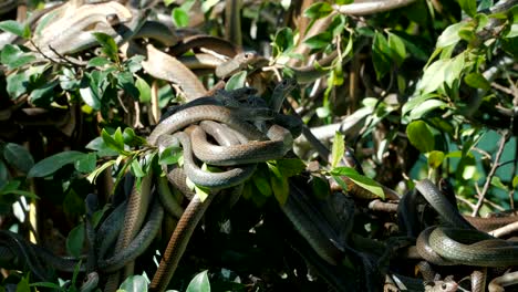 Oriental-rat-snakes