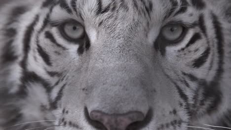 Retrato-de-un-primer-plano-de-tigre-de-Amur