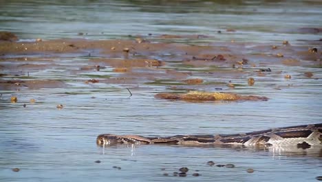 Python-asiáticos-en-el-Parque-Nacional-de-Bardia,-Nepal