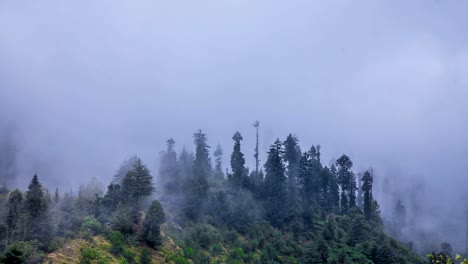 Nebel-im-Wald-timelapse