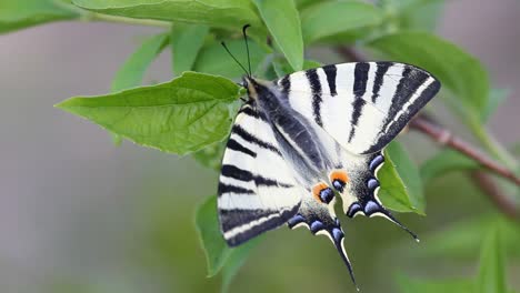 Splendid-swallowtail-butterfly-rest-on-spring-green-leaf