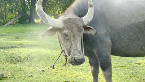cabeza-de-búfalo-en-campo-verde