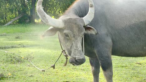 head-of-buffalo-in-green-field