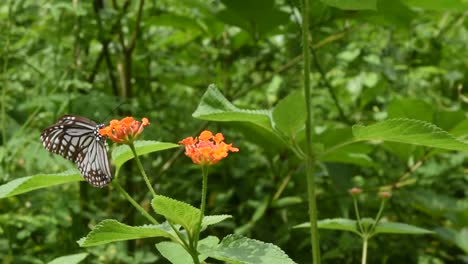 La-mariposa-tigre-vidrioso-común-busca-néctar-en-flores