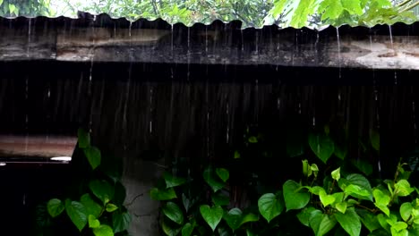 Regen-legte-ein-altes-Dach,-die-Schönheit-der-Natur