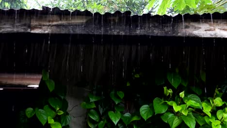 Rain-put-an-old-roof,-the-beauty-of-nature