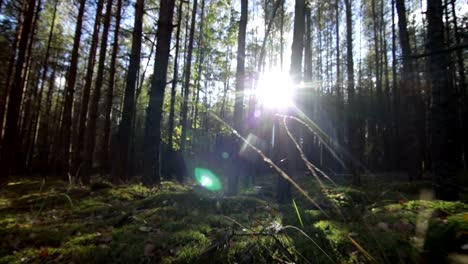 Volando-sobre-el-musgo-y-la-hierba-en-el-bosque-profundo-en-destello-de-lente-de-sol-soleado-vigas