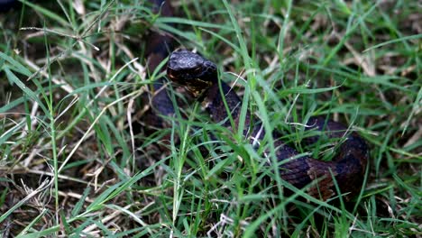 Serpiente-mocasín-de-agua