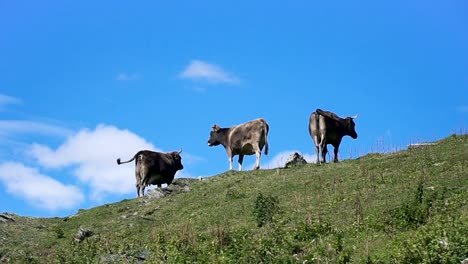 Kühe-grasen-auf-Hügel