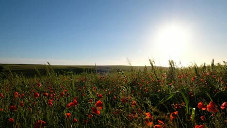 Fields-of-Wild-Poppies-near-Sunset,-Pentire,-Newquay,-Cornwall---June.