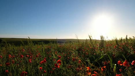 Campos-de-amapolas-silvestres-cerca-de-puesta-del-sol,-Pentire,-Newquay,-Cornwall---junio.