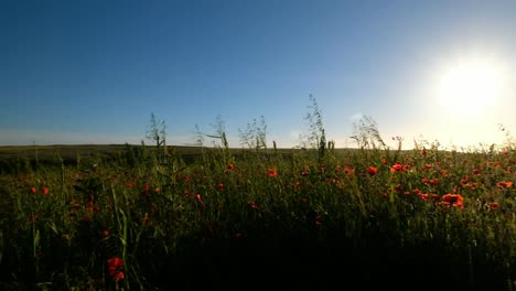 Felder-der-wilden-Mohn-in-der-Nähe-von-Sunset,-Pentire,-Newquay,-Cornwall---Juni.