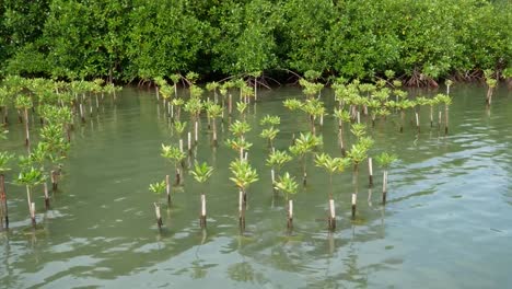 Mangroves-tree