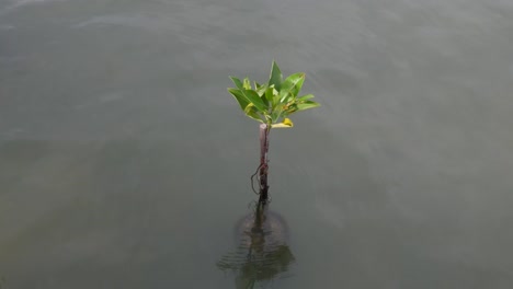 Mangroves-tree