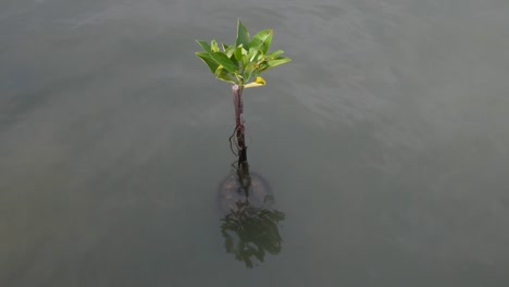 Mangroves-tree