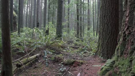 Misty-Rainforest,-Pacific-Northwest-4K,-UHD