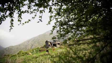 Rural-landscape-with-village-and-grazing-cows-in-mountains