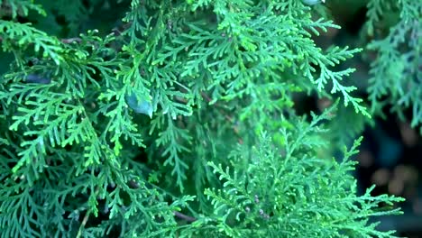 Slow-Motion-Weihnachtsbaum