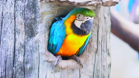 Guacamayo-loro-en-madera-hueco