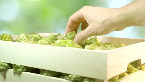 Man-checking-hops-in-the-box-in-slow-motion-180fps