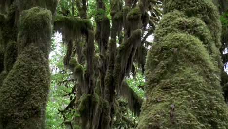 Incline-hacia-abajo-el-tiro-de-tres-troncos-de-arce-de-bigleaf-cubiertos-de-musgo-en-el-bosque-tropical-hoh