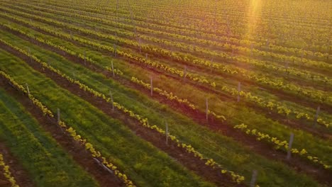 Aerial-flight-over-beautiful-vineyard-landscape-in-France-at-sunset.-4K-UHD.