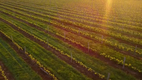 Vuelo-aéreo-sobre-paisaje-hermoso-viñedo-en-Francia-al-caer-el-sol.-4K-UHD.