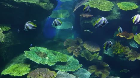 Schöne-Fische-im-Aquarium-auf-Dekoration-der-aquatischen-Pflanzen-Hintergrund.-Eine-bunte-Fische-im-Aquarium.