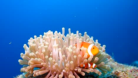 Swimming-Ocellaris-Clownfish-in-sea-anemone.