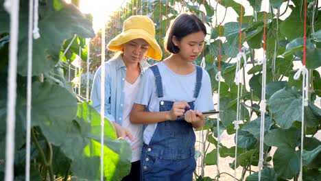 Asiatische-Frau-Bauer-und-Mädchen-mit-digitalen-Tablet-für-die-Überwachung-der-Produktion-von-Melone