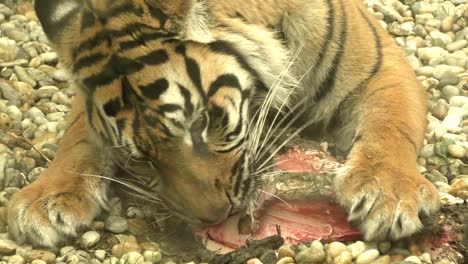 Tiger-sumatran-eating-his-lunch,-Panthera-tigris-sumatrae