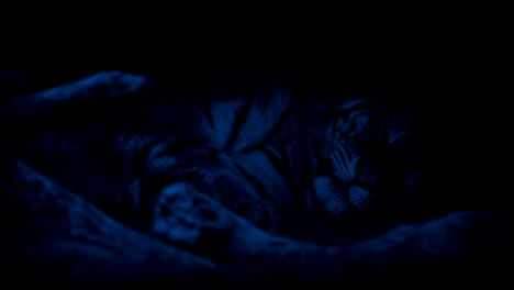 Tiger-Resting-In-The-Dark-Focus-Pull