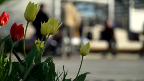 Red-and-yellow-flowers-tulips-in-spring-city-park-in-background-of-crowd-of-unrecognizable-people-on-bicycles,-scooters-skateboards