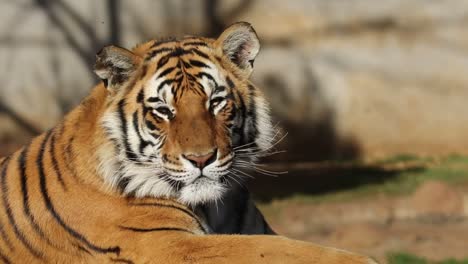 Bengal-tiger-Porträt