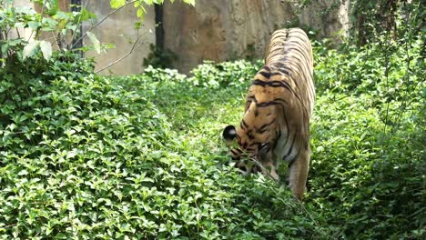 Comportamiento-de-los-tigres-en-morder-la-hierba,-árboles.