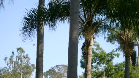 Airplane-landing-in-tropical-island-between-palm-trees-in-4k-slow-motion