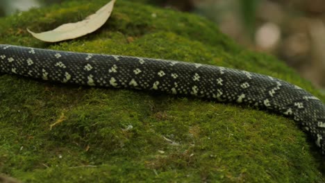 Schlange-Reptil-Closeup-Jagd-im-Regenwald---Diamond-Python