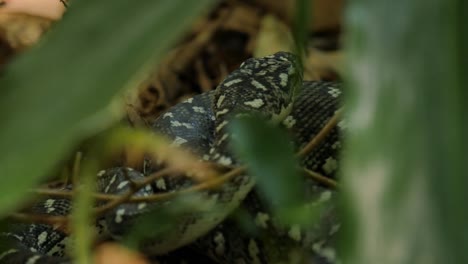 Schlange-Reptilien-Schlange-im-Baum-Diamond-Python