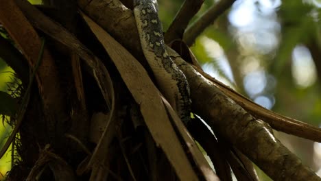 Schlange-Reptil-Closeup-Jagd-im-Regenwald---Diamond-Python