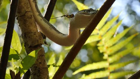 Serpiente-Pitón-en-el-árbol-de-helecho-bosque-lluvioso---diamante-Python