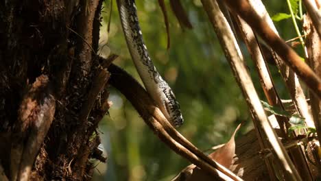 Python-snake-in-natural-environment-hunting-in-forest---Diamond-Python