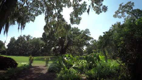 Roble-antiguo-en-un-campo