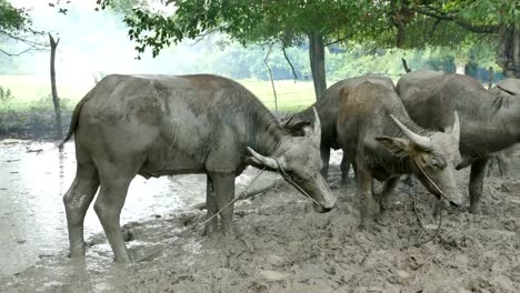 nube-de-humo-en-puesto-de-buffalo