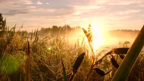 Morning-dew-on-spider-web-against-sunset-background