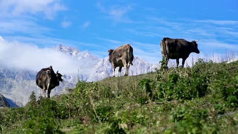 Cows-grazing-on-hill