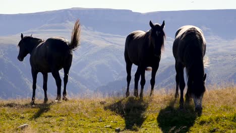 Caballos-pastando-en-la-colina