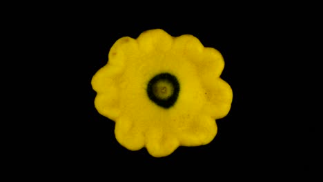Top-view-from-above-of-a-yellow-patisson-squash.-Slowly-rotating-on-the-turntable.-Isolated-on-the-black-background.-Close-up.-Macro.