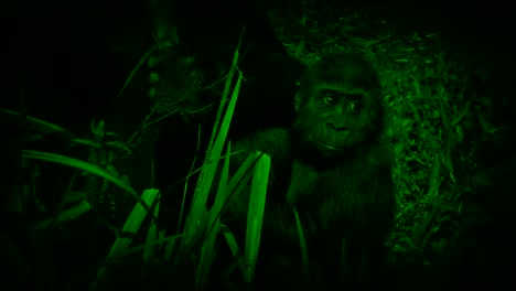 Night-Vision-View-Of-Baby-Gorilla